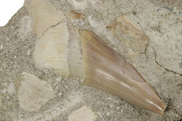 Otodus Shark Tooth Fossil in Rock - Morocco #230906